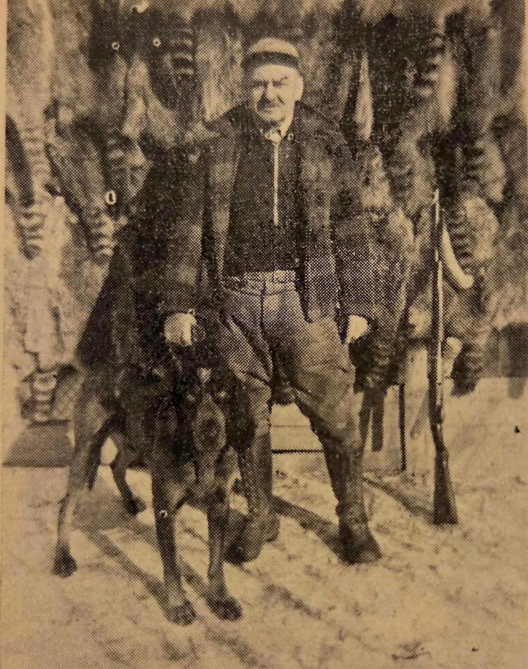 1951 Bluetick coonhound