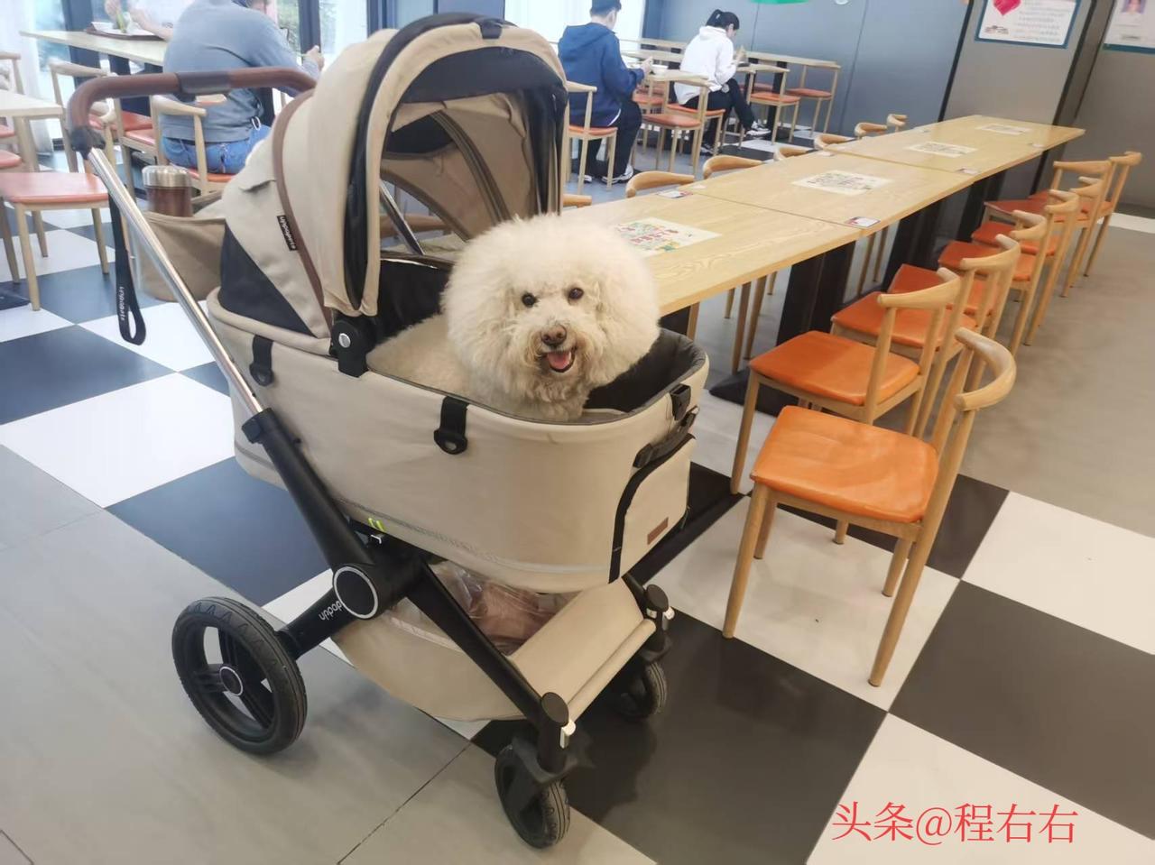 广东养狗的人怎么这么多，
走到哪吃饭，
都能遇见受宠的狗狗。
尤其是被美女宠爱的