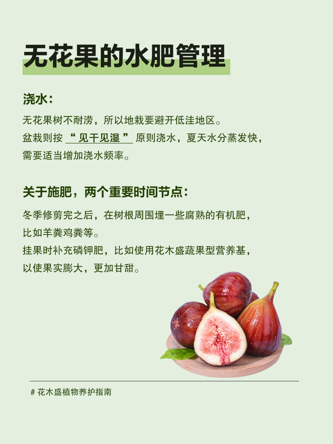 阳台无花果种植指南，让你实现无花果自由❗️