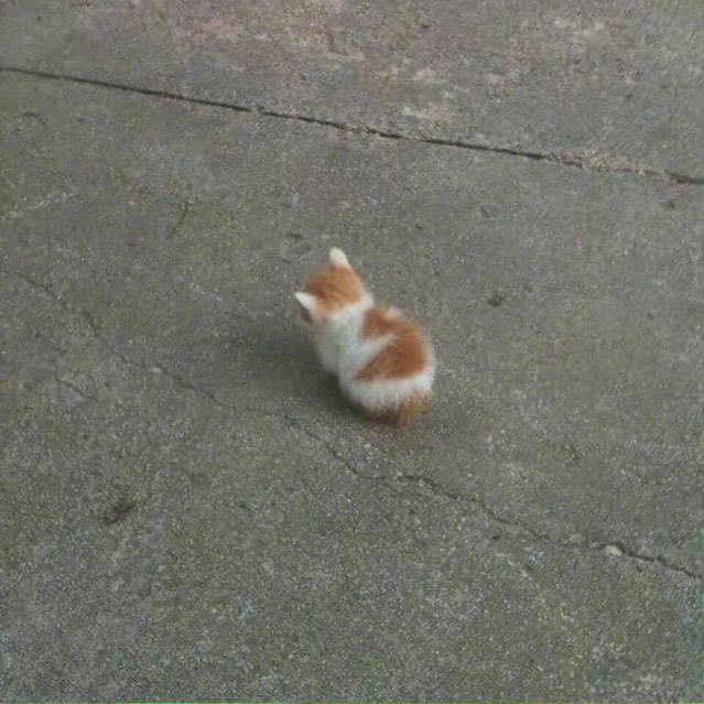 有多少粉丝家里的猫是捡的或者领养的，发来看看长成啥样了！！[呆无辜][呆无辜]