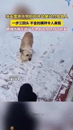 万事万物皆有灵！一家三口带着三岁外孙在阿勒泰看雪，刚准备上车返程，突然一只瘦弱的