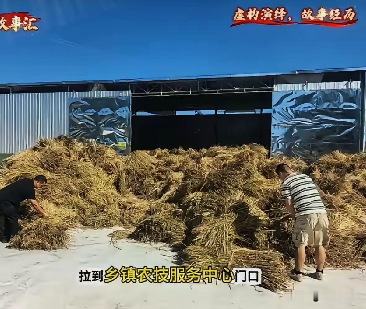 哈哈这事儿看得人哭笑不得！
​65亩地的水稻秸秆，不让烧，农民干脆一车车拉到乡镇