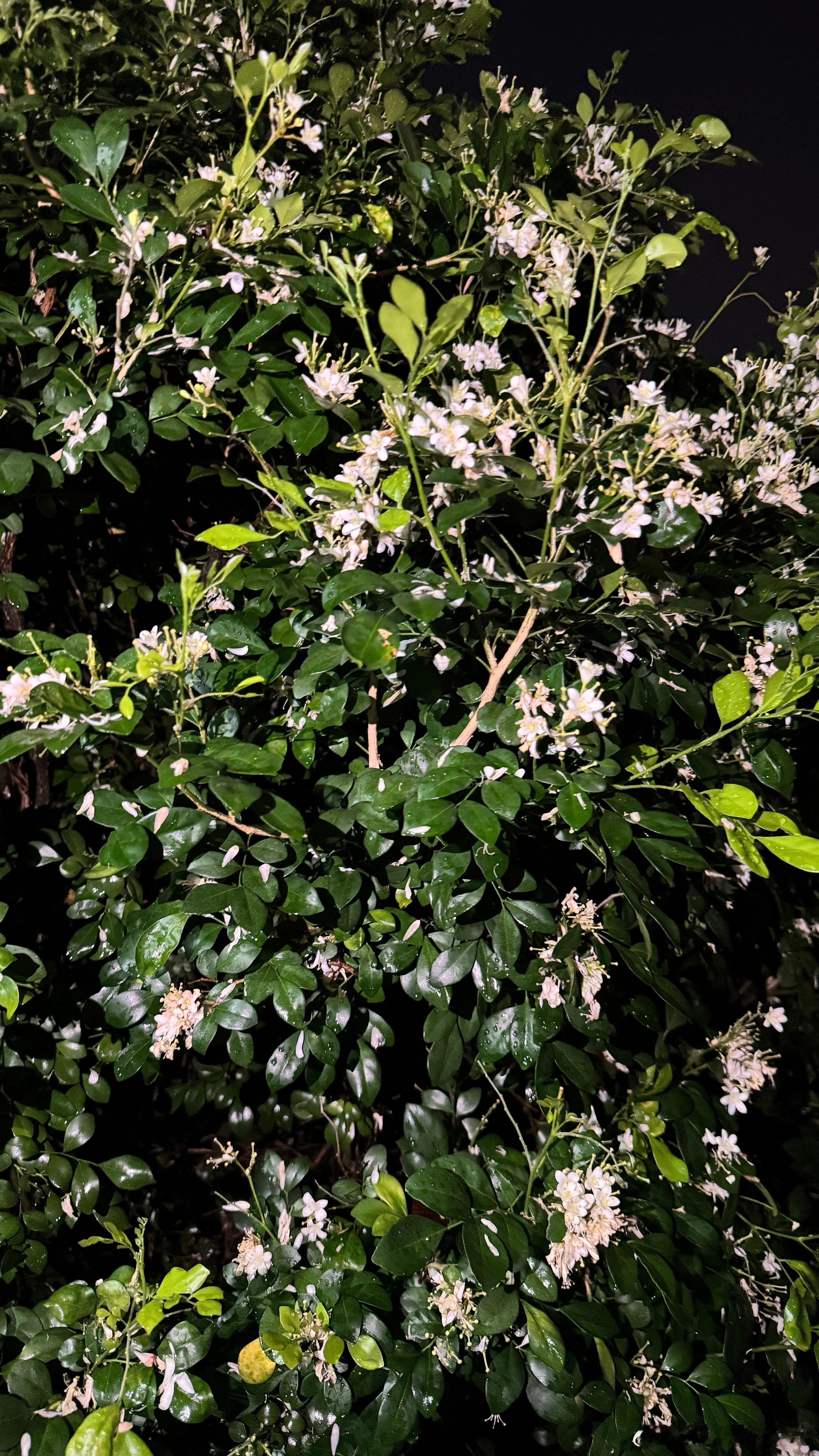 这花好香啊，不知道是叫九里香还是夜来香…