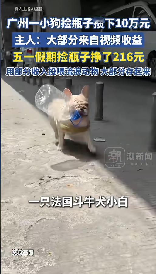 以“5月6日报道，广州一只法国斗牛犬凭捡废品走红网络，这只狗狗多年来始终坚持捡拾