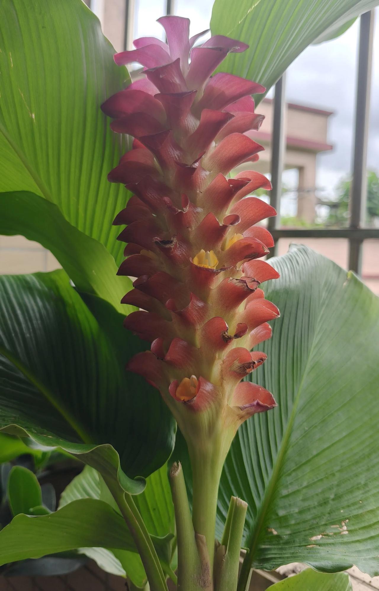 分享一张你养的花盛开的样子这就是我上星期买的花，我很喜欢鲜花，但我的阳台不大真没