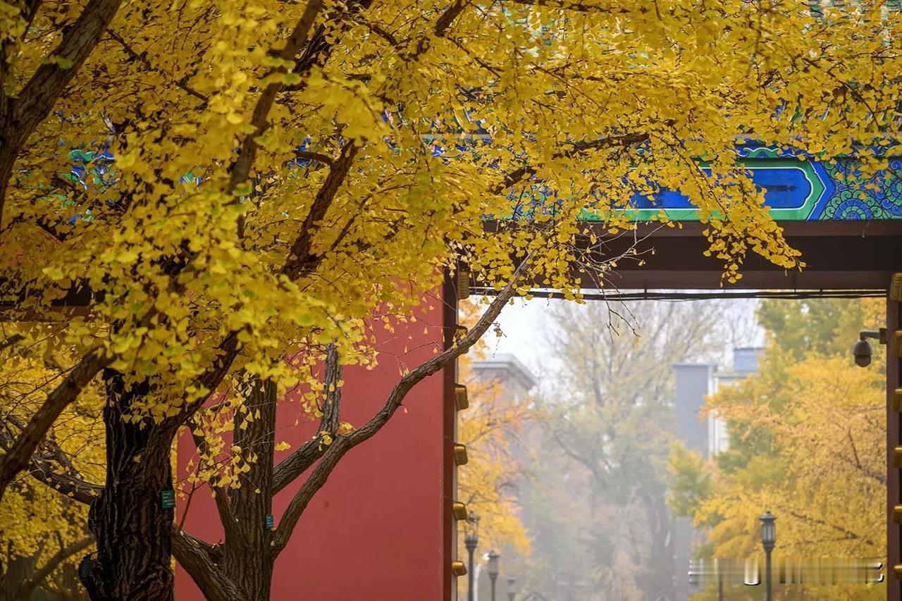 京城一场秋雨之后，银杏叶子铺满了一地，早晨地坛公园里雾气很浓，反而为这深秋的景色