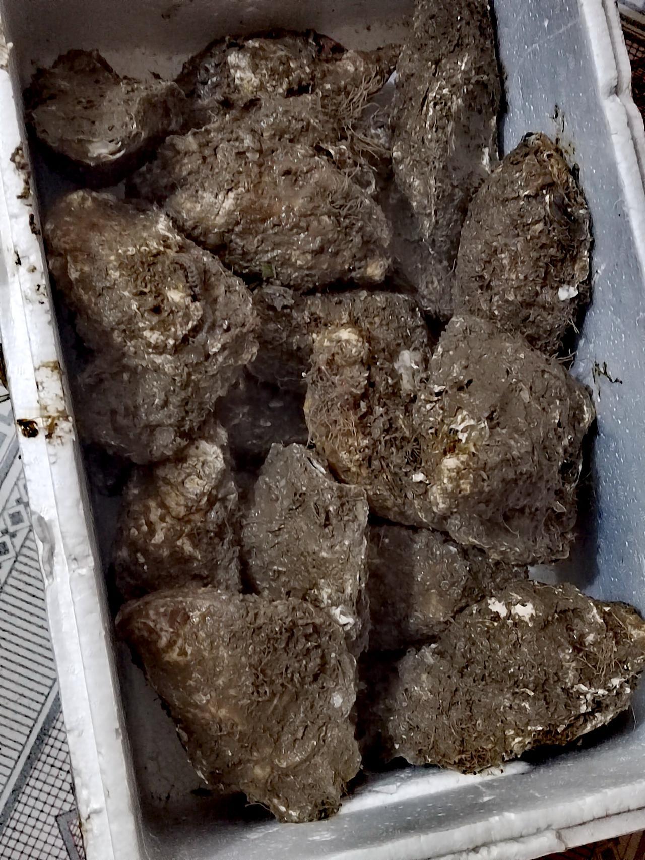 女儿每次到烟台办事情，都不会错过捎海鲜的机会。
昨天，女儿捎回来的海蛎子个头很大