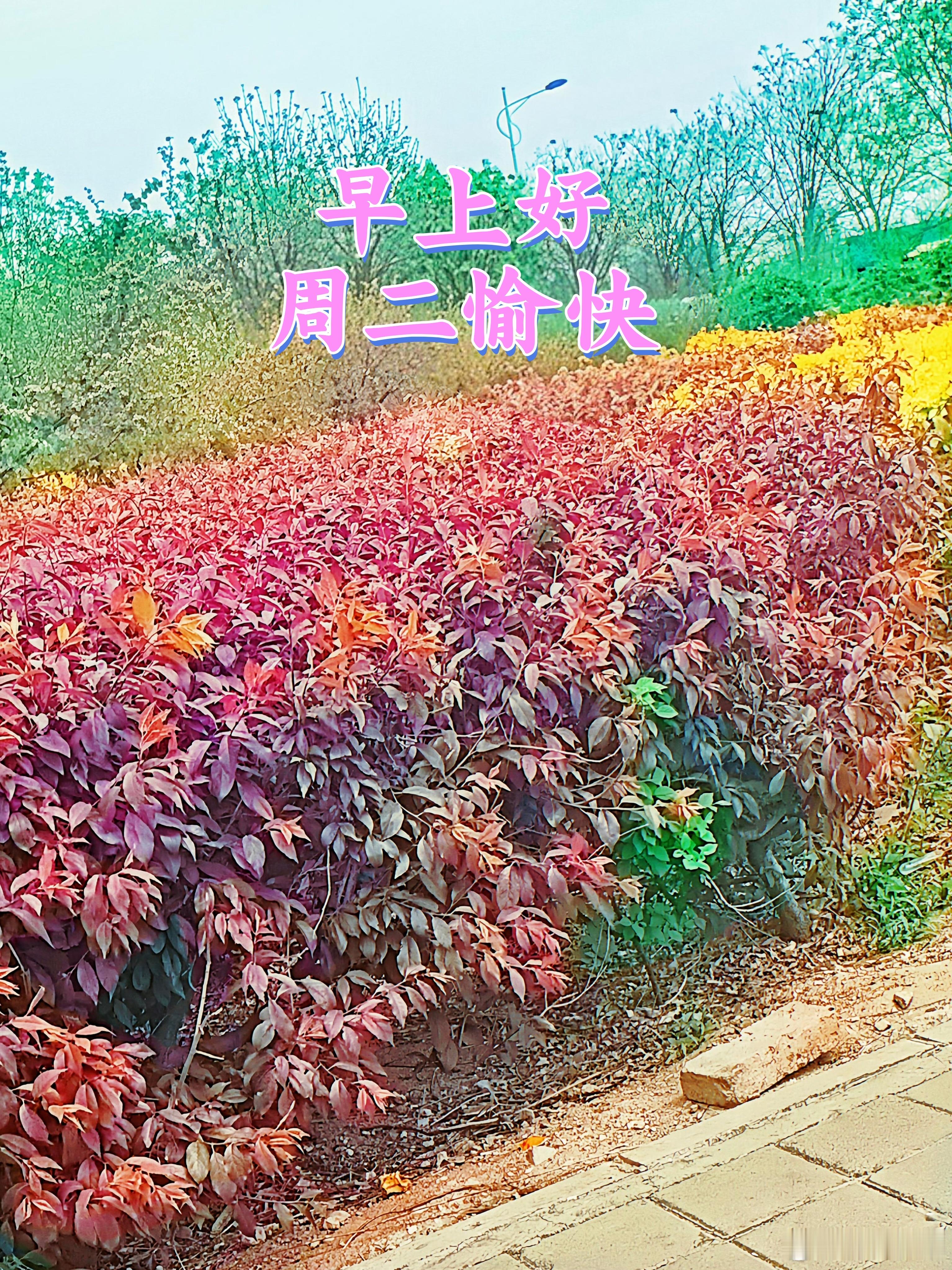 周二早安！晨光为红叶镀上温柔的金边，每一片叶尖都托着未醒的露珠，像大地写给清晨的