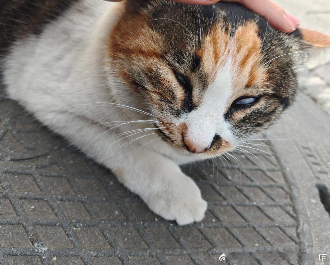 49854【丑猫】妈头发扎的有点紧 