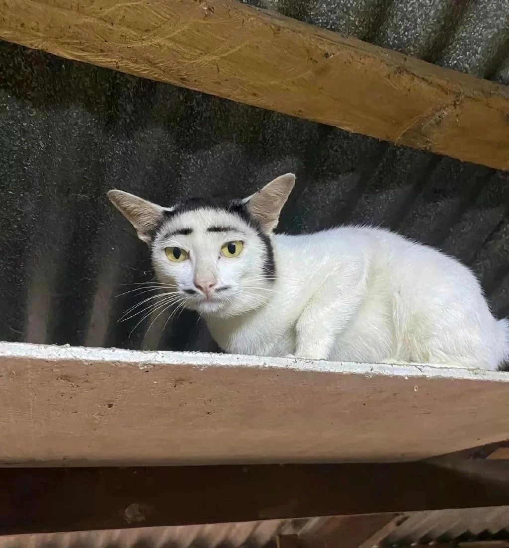 有的猫真的不能用可爱来形容 ​​​