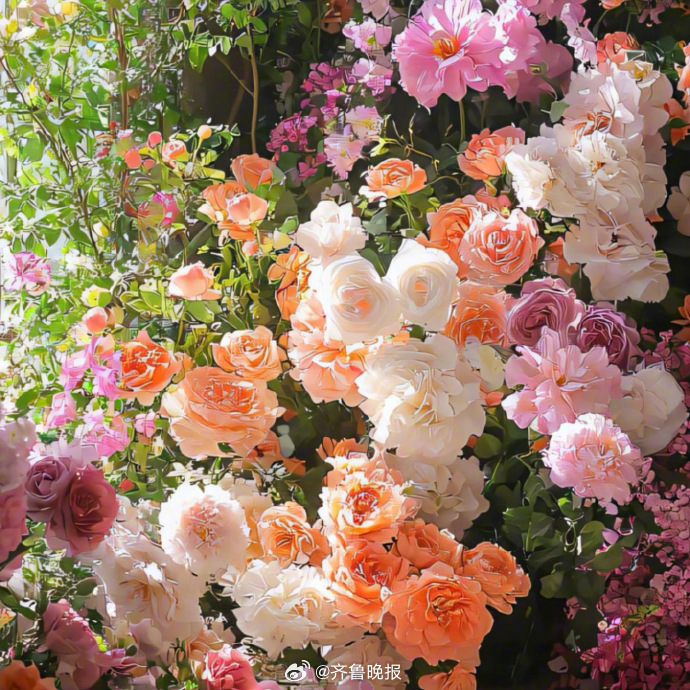 #早安# 愿努力生活的人，各有各的风光灿烂。 