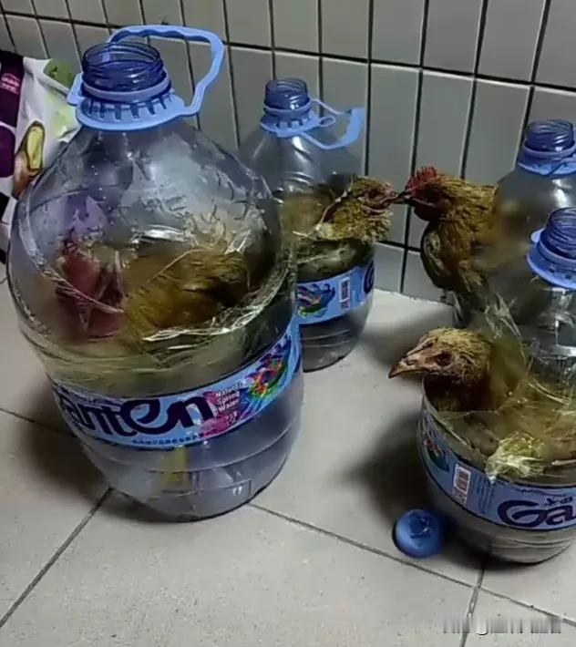 桶中闲鸡，他乡暖情！
去同事家做客，瞧见一幅饶有趣味的景象：大矿泉水桶里养着四只