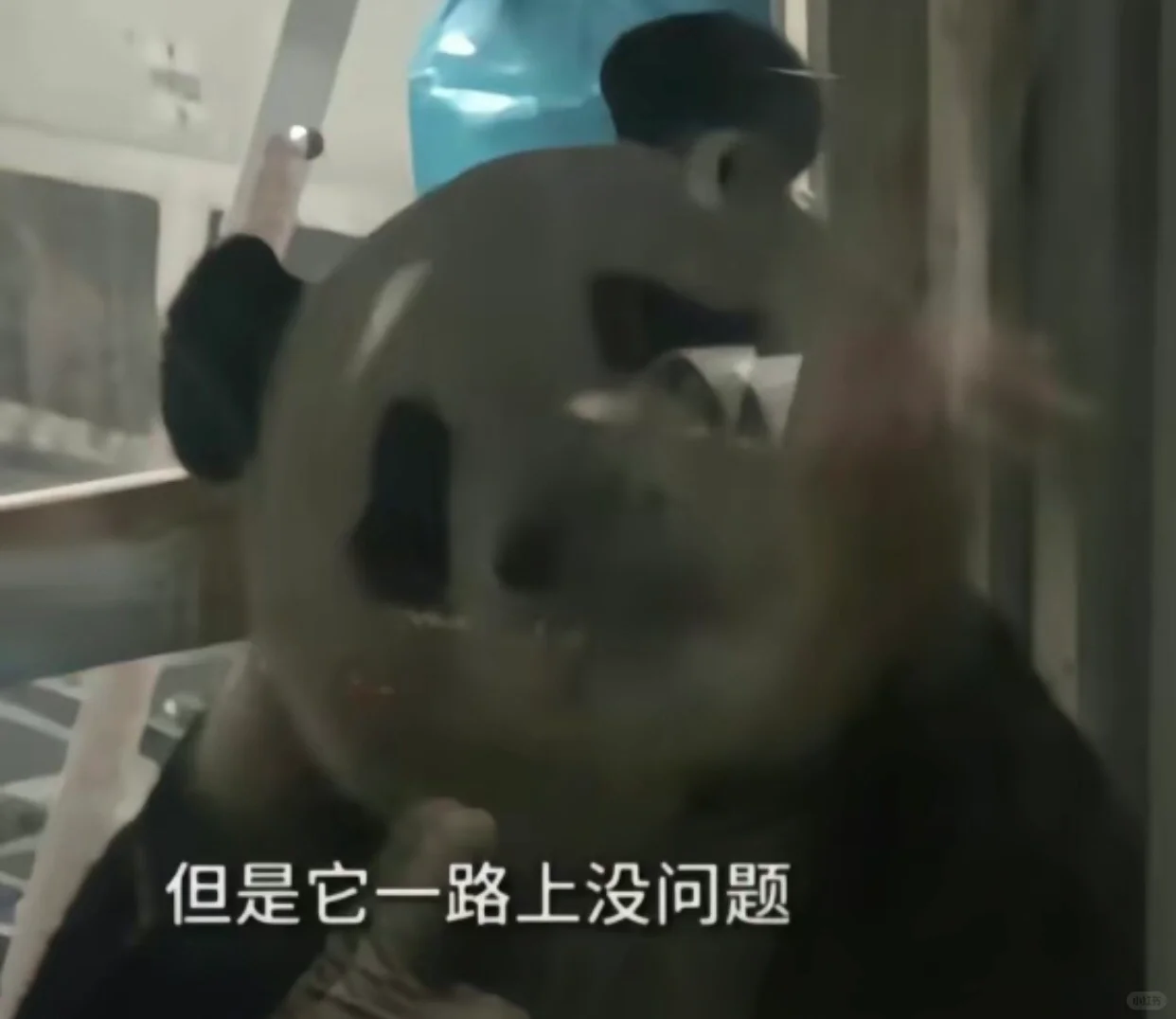 福：是小猪我，怎么啦🫣