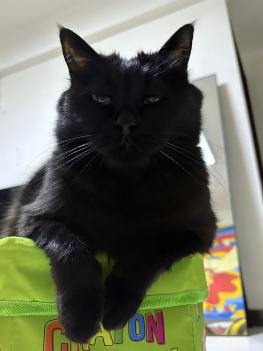 人…你也会为咪而着迷吧