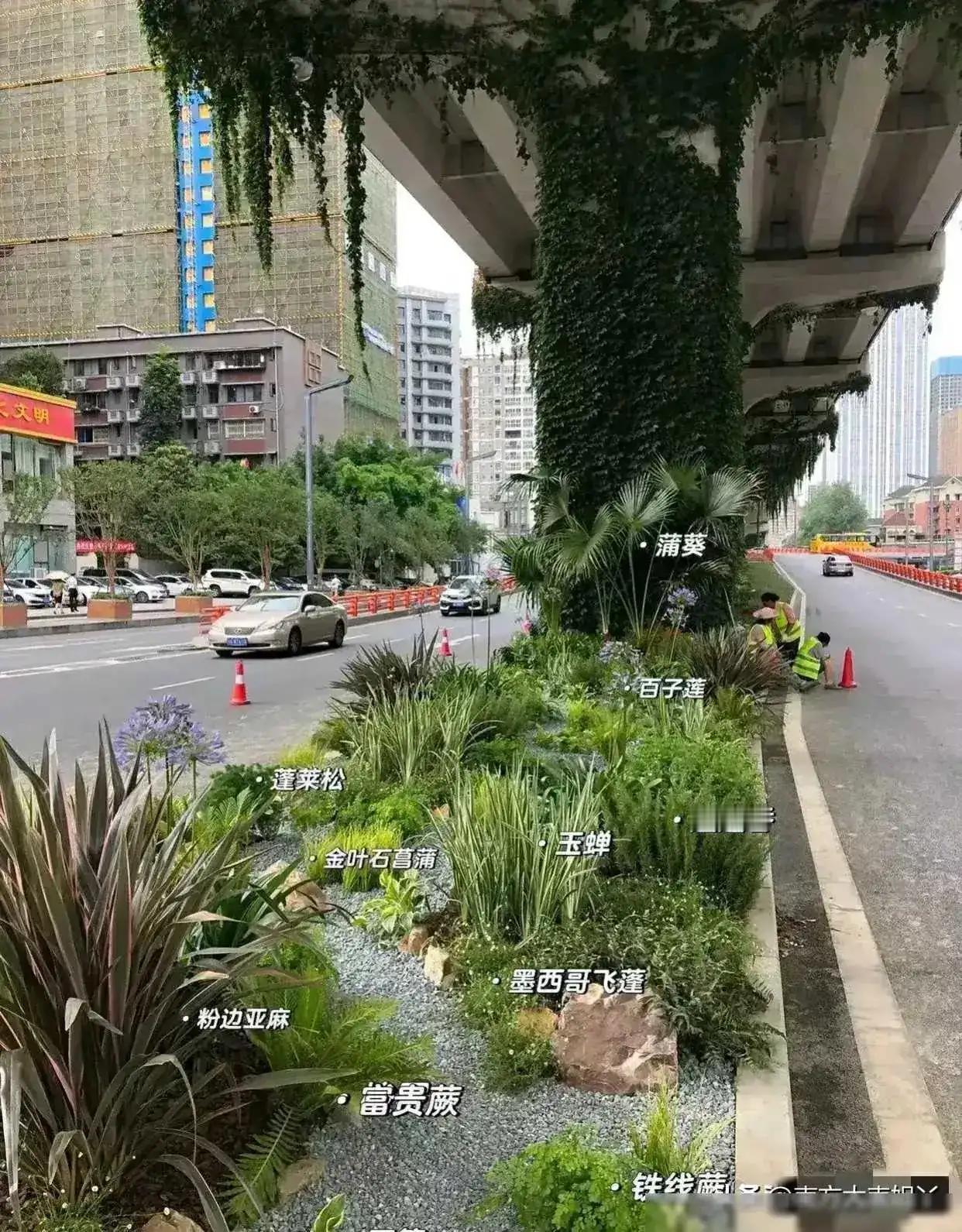 这是随手用手机拍的照片，重庆某地一天桥下面。各种名贵的植物，种植在里面，有的甚至