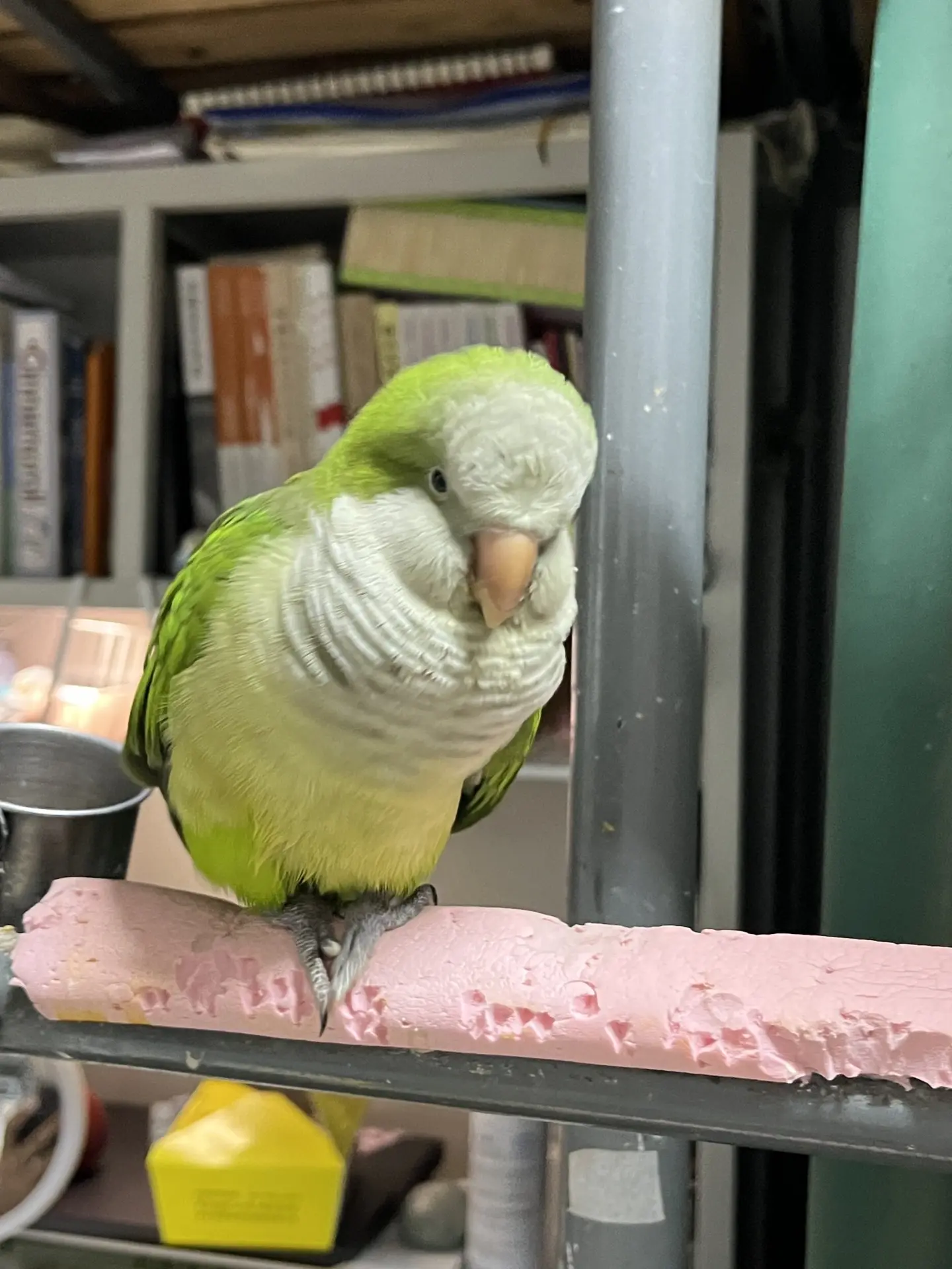 小鸟送给我的四件套