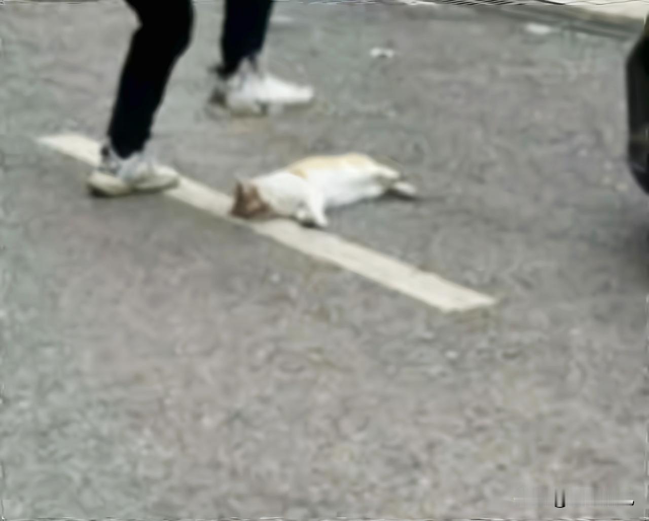 太残忍了


一条鲜活的生命

被湖南一名体育老师当众踩死

画面里猫咪的挣扎与