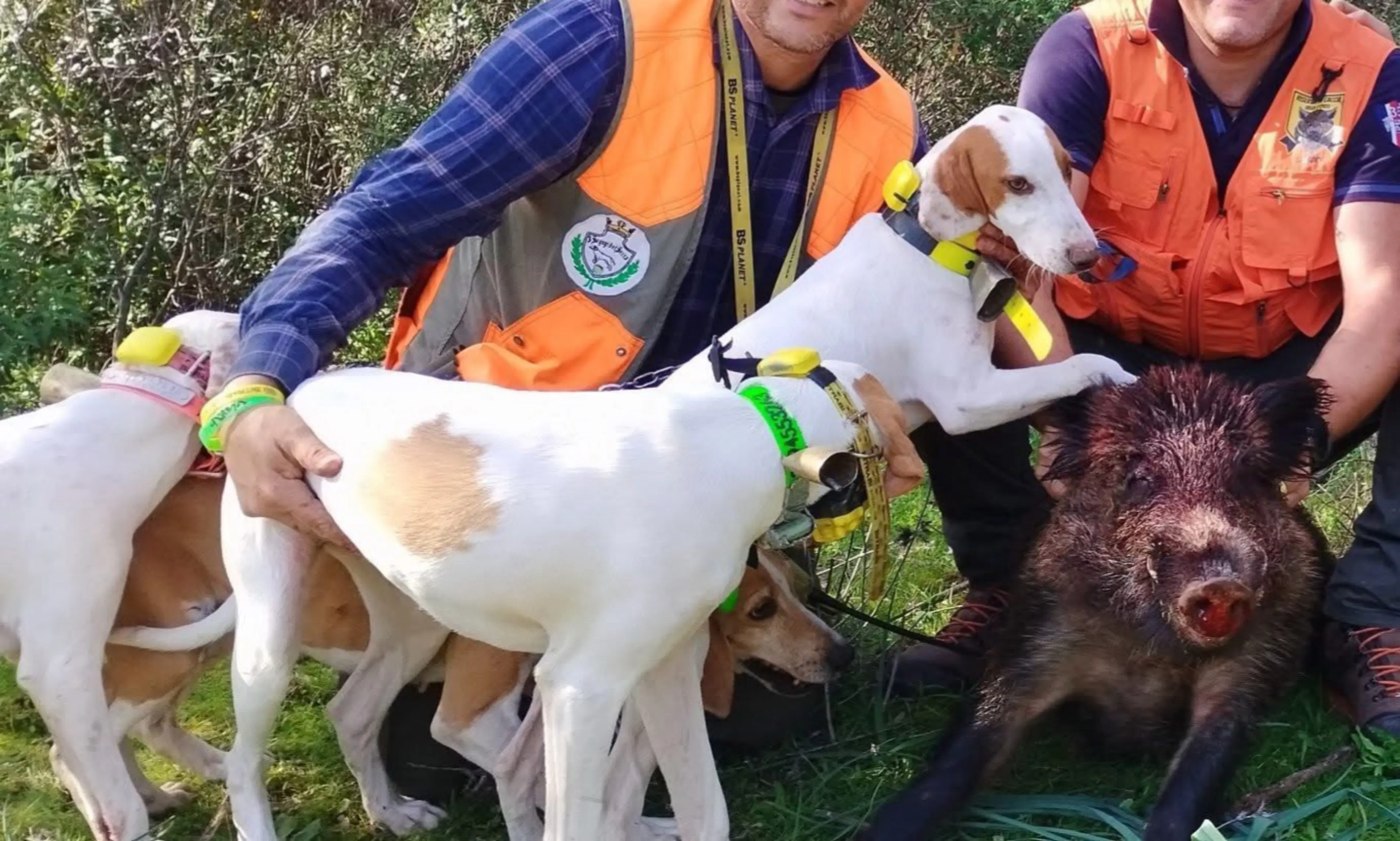 伊斯特拉猎犬在巴尔干地区用于狩猎，野猪，兔子，狐狸，顶级静态天赋和敏捷...