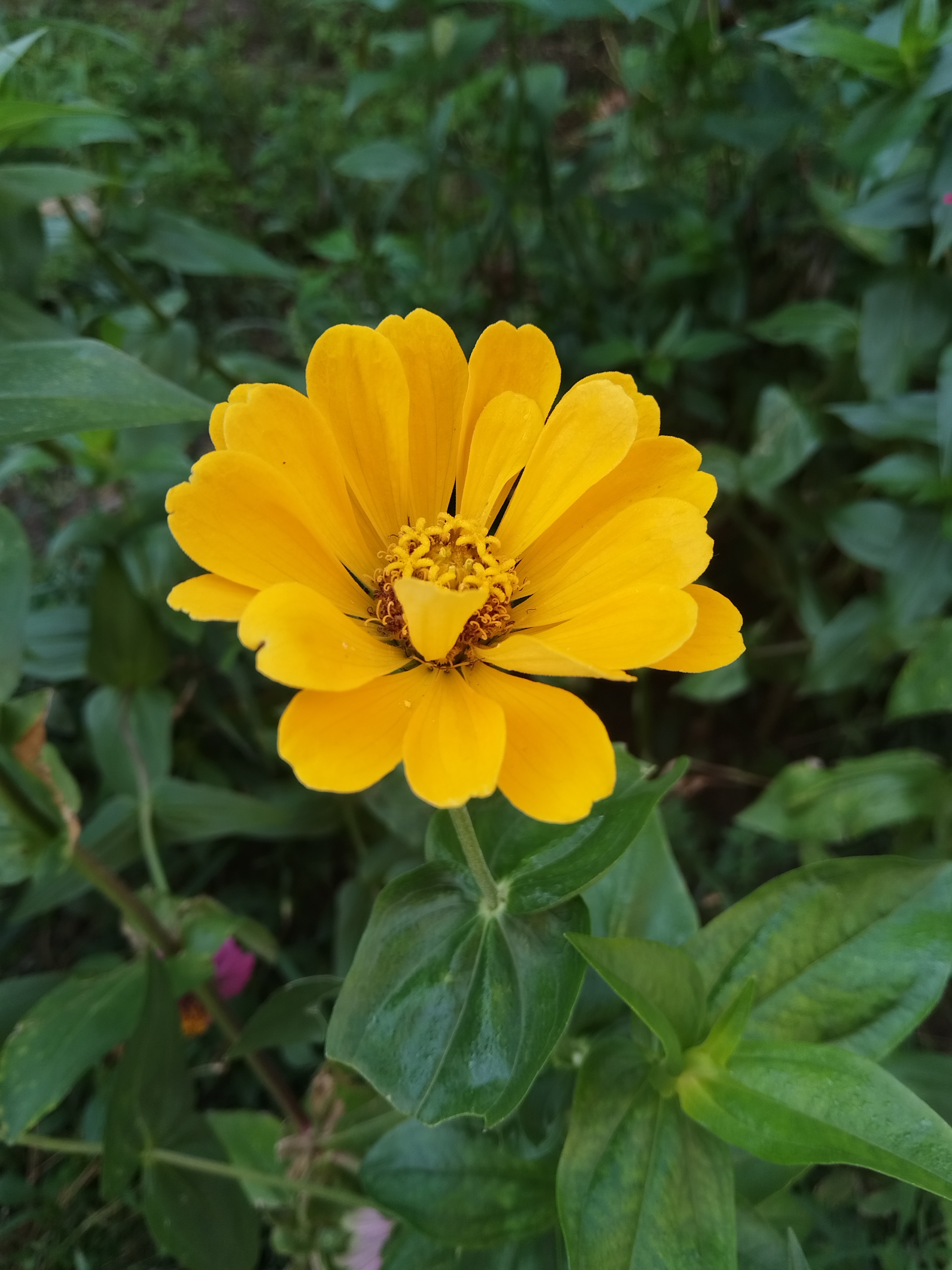 日常随手拍。这些花秋天也能开挺长时间 ​​​