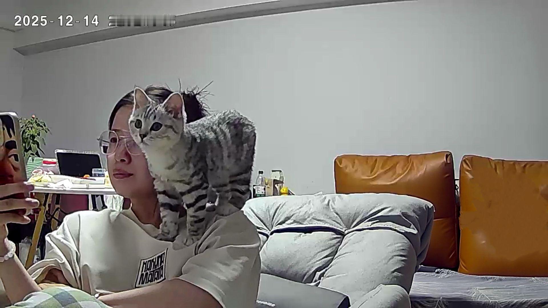 肩上有个猫头鹰小猫