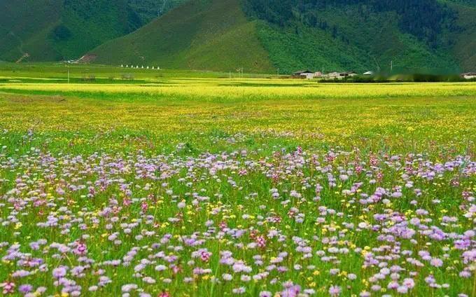 香格里拉花海｜雪山斑斓映衬的花海！ ​​​