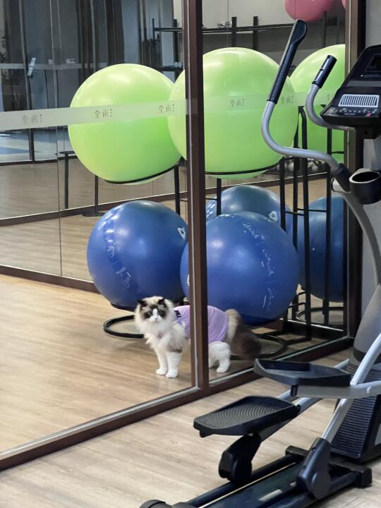 坚持运动第三天 小猫来陪我啦