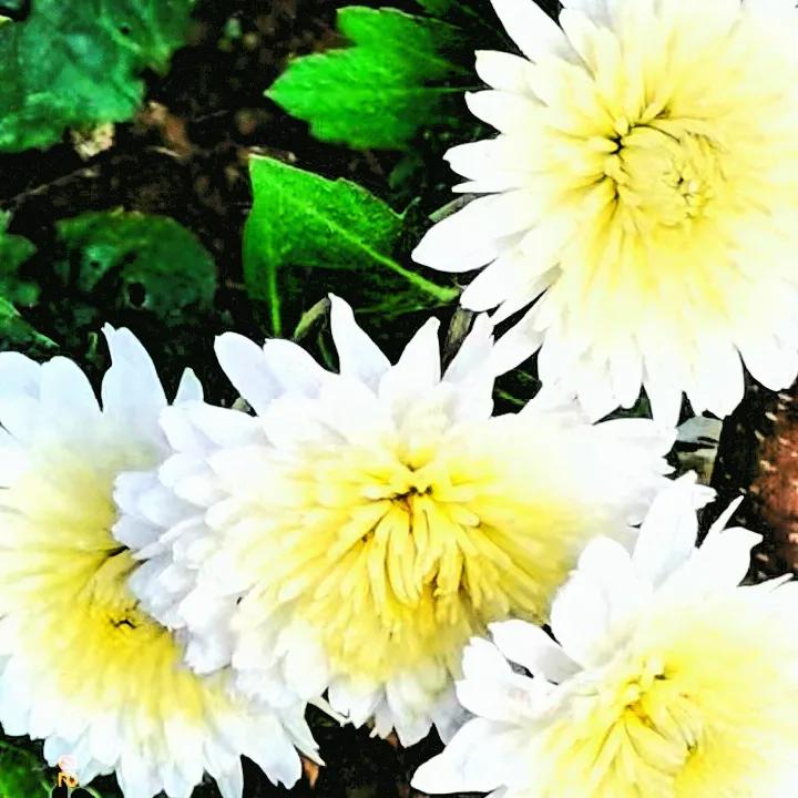 #分享你拍的菊花#
人要善待自己，牢记健康第一
白菊花天生丽质，它洁净，淡雅如同