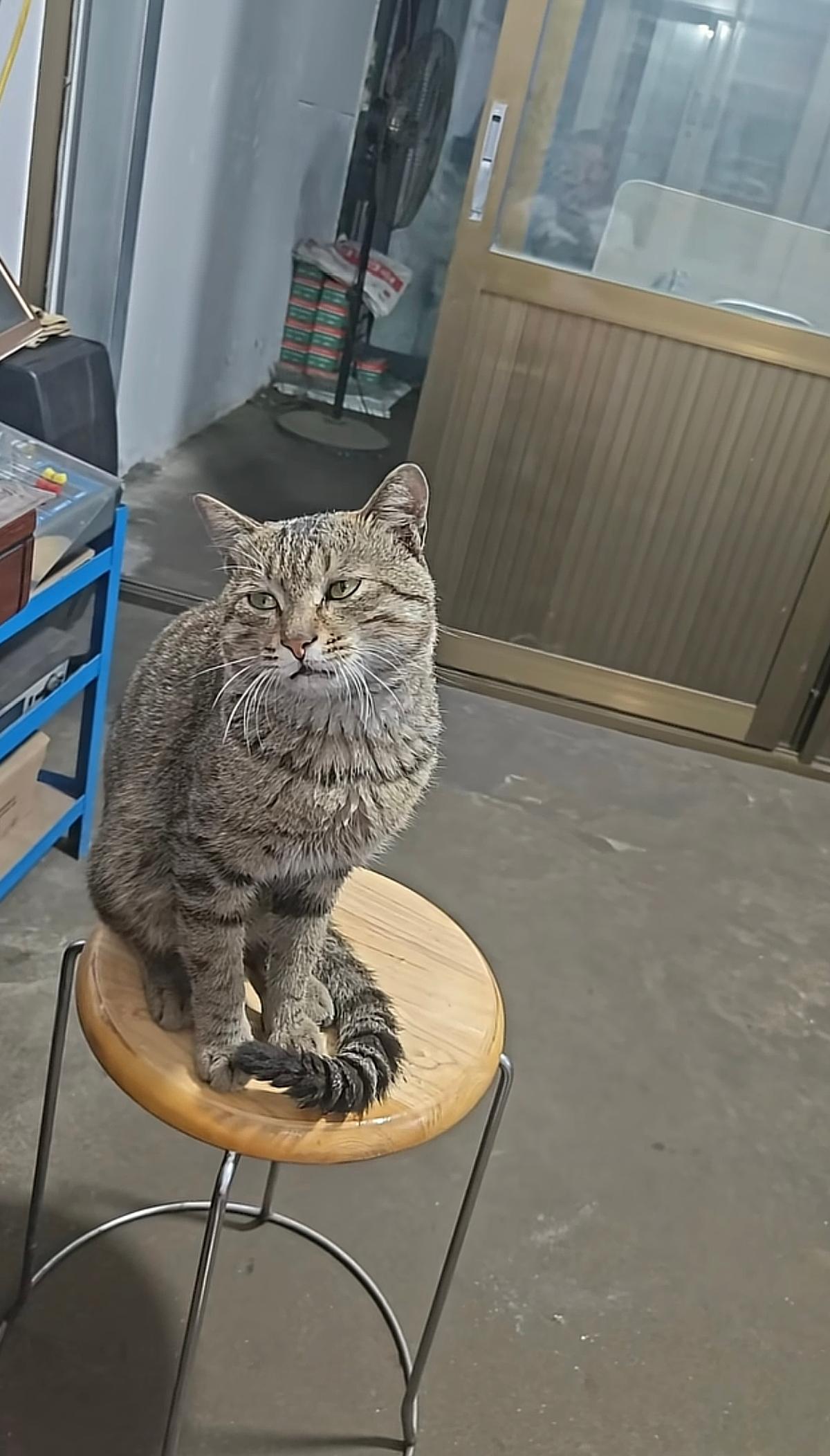 我快被我家猫笑死了，今天下班回家，一开家门就听见我妈在唱歌，唱的那叫一个五音不全
