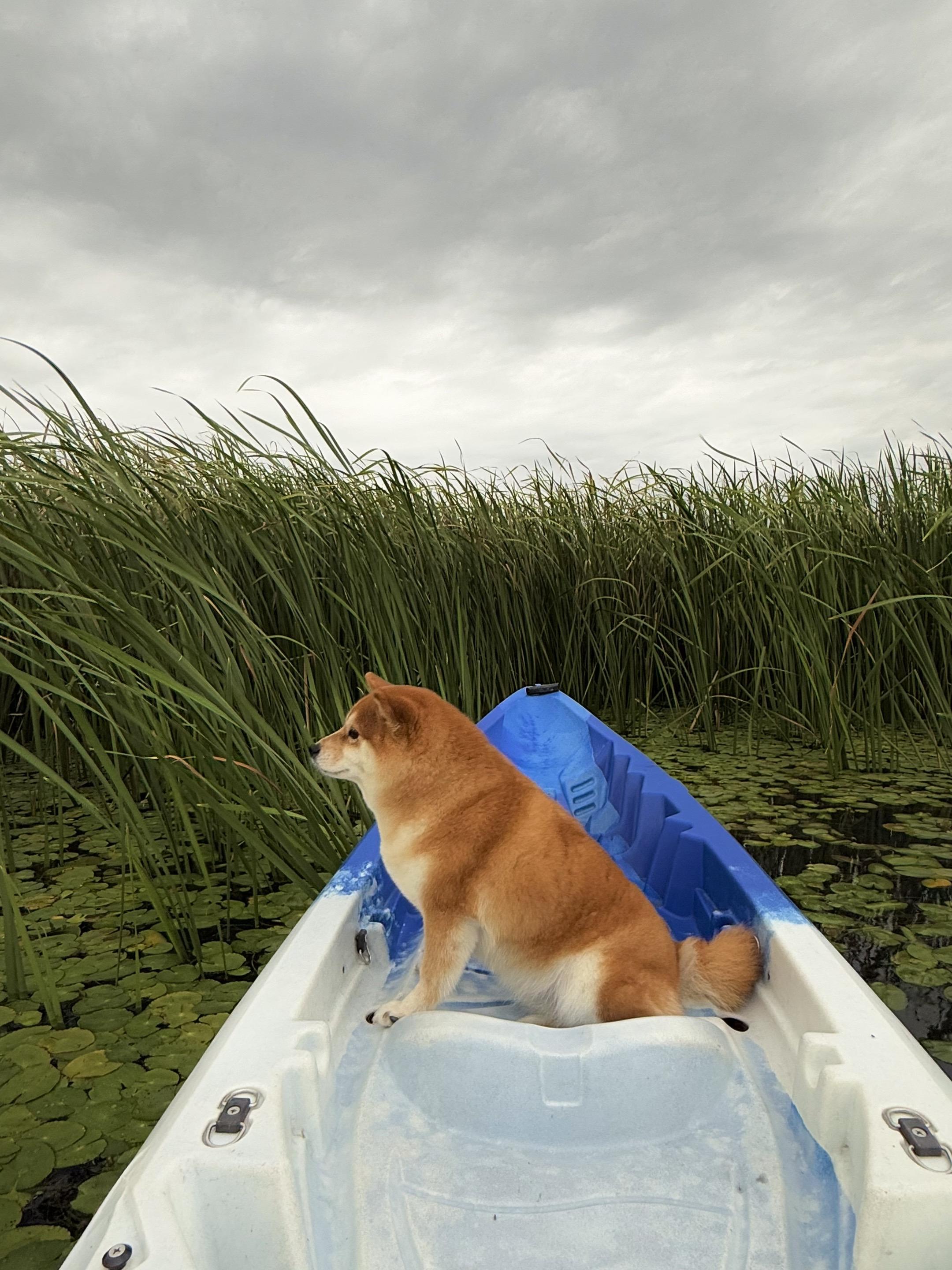 一条小船想靠岸