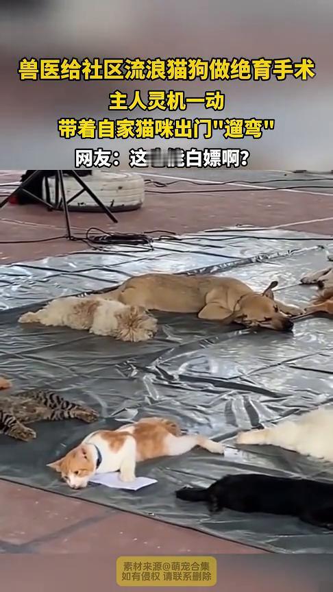 兽医给社区流浪猫狗做绝育手术，主人灵机一动，带着自家猫咪出门"遛弯"。
网友：这
