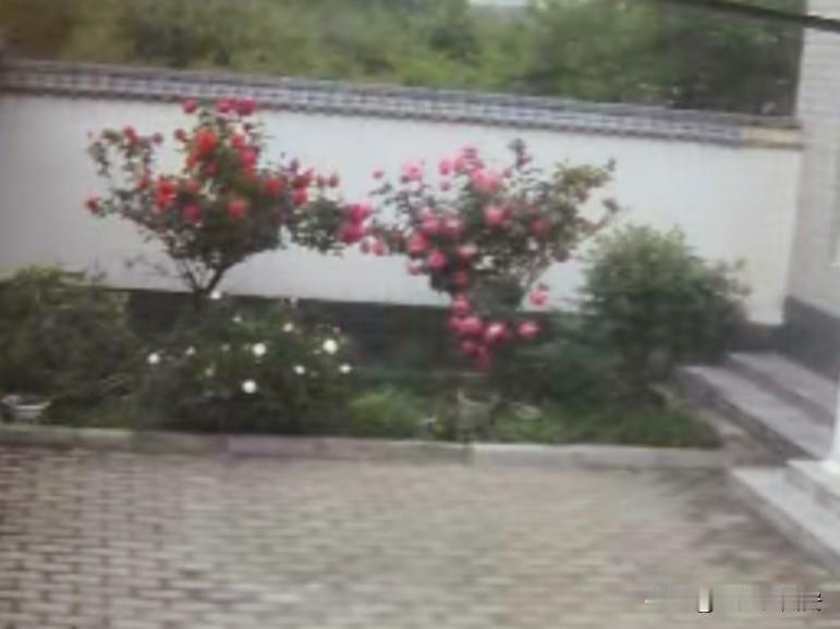云回家喽！院子里的月季花，无人欣赏，也在努力绽放。屋后的玉米田，没人照看，也在奋