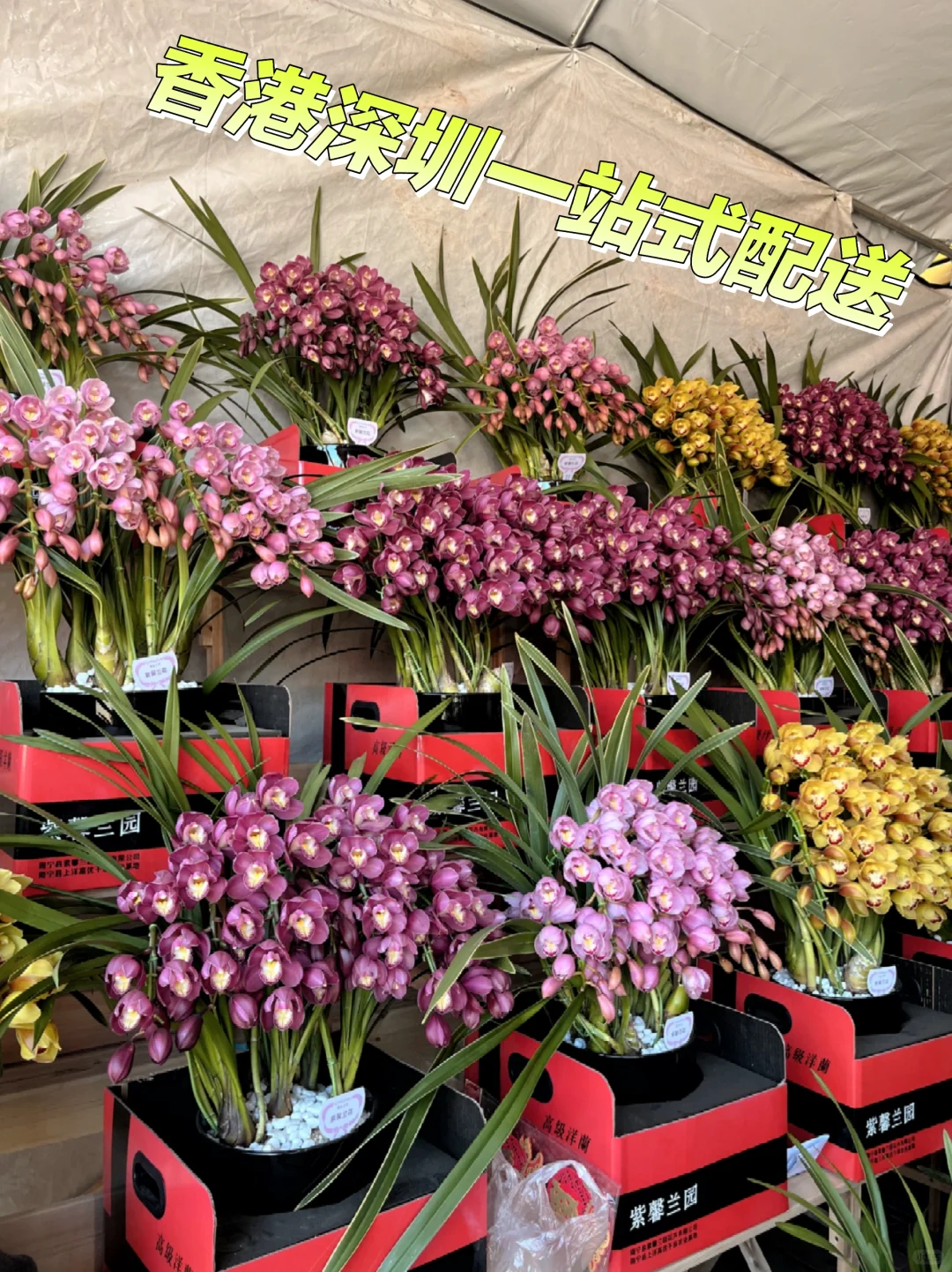 香港深圳|進口向山大花蕙蘭|需留言