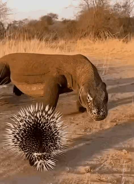 这动物的防御机制太强了吧