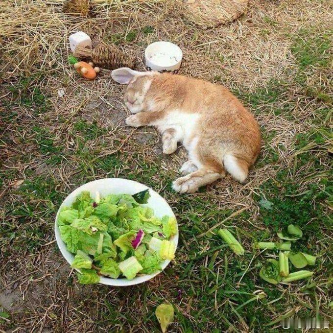 兔兔吃了太多的生菜，在地里晕倒了 