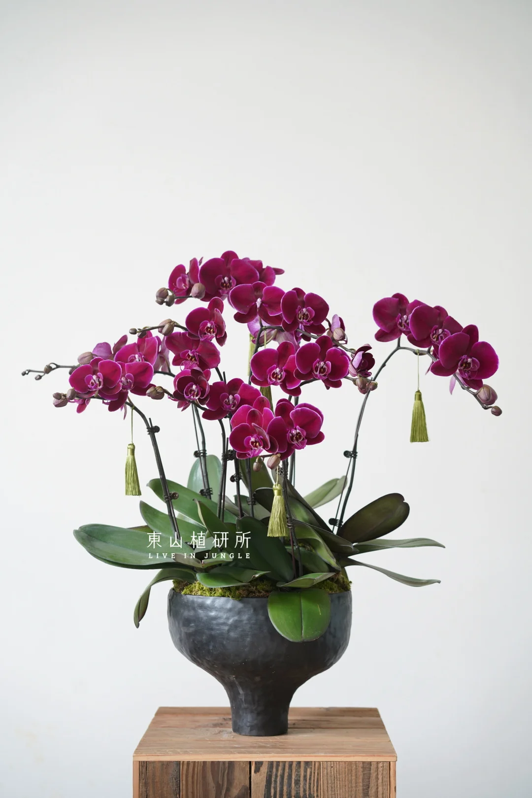 年宵花｜福如蝶至 深色系蝴蝶兰年味十足