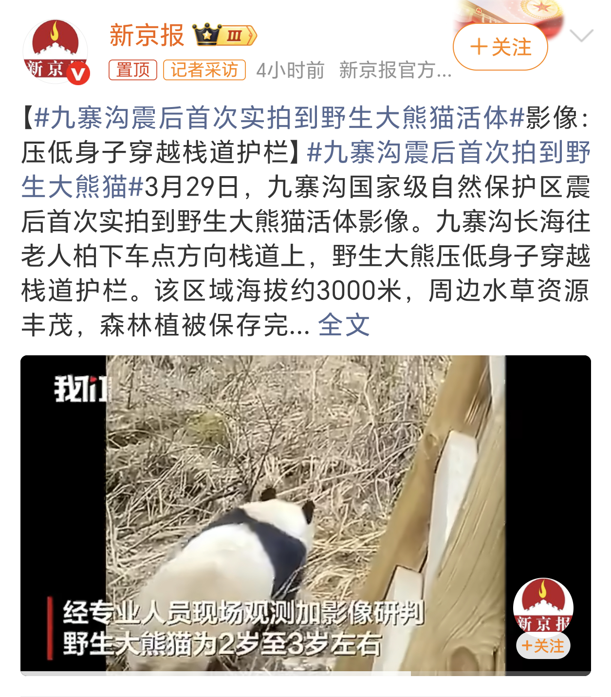 九寨沟震后首次实拍到野生大熊猫活体野生大熊猫可太珍贵了，一直以为大熊猫都被弄到动