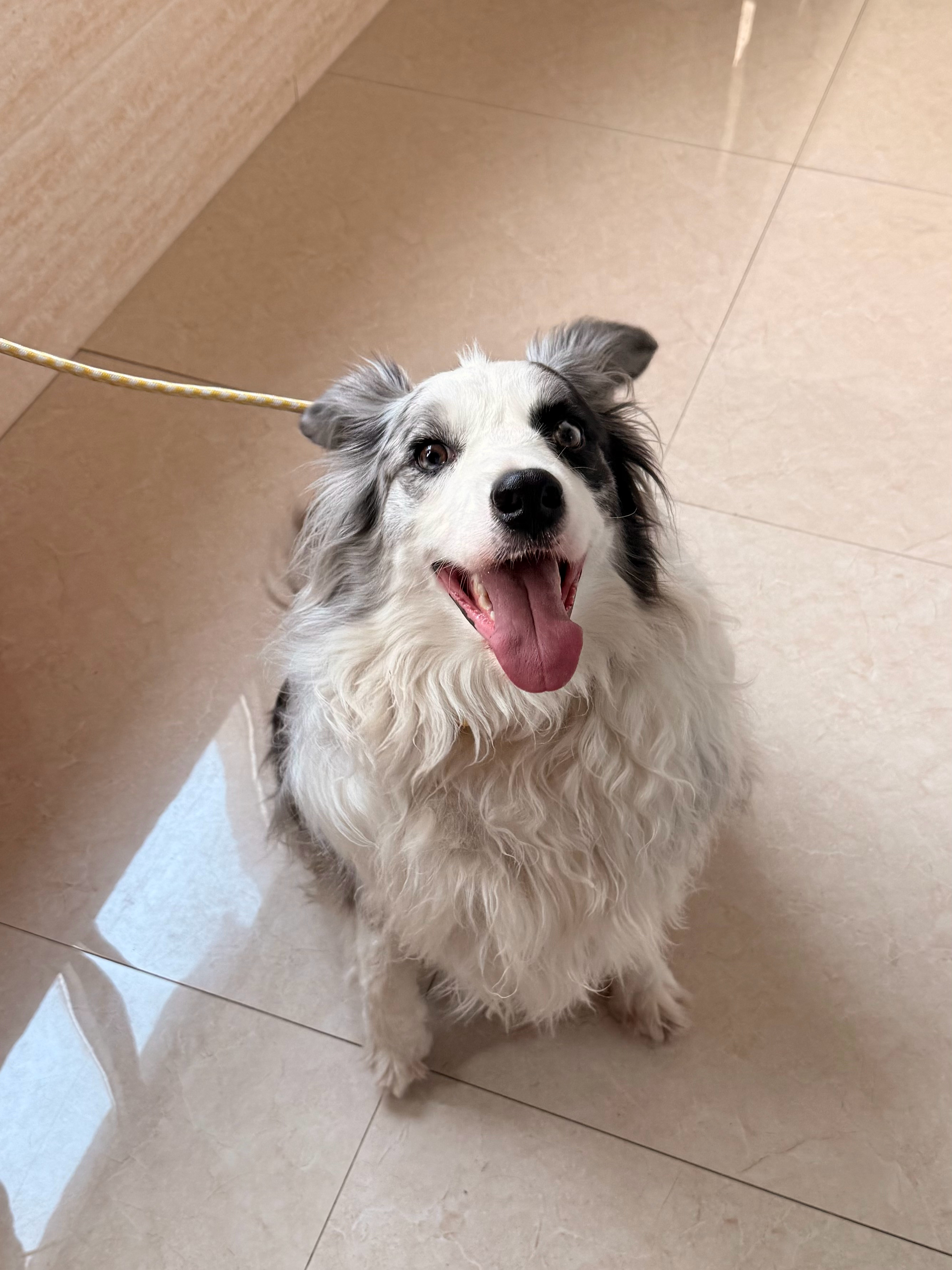出去玩肉眼可见的开心吧 40斤的大胖🐶 