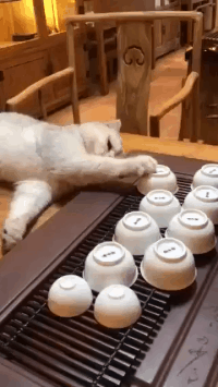 猫猫：放心，我下手有轻重
