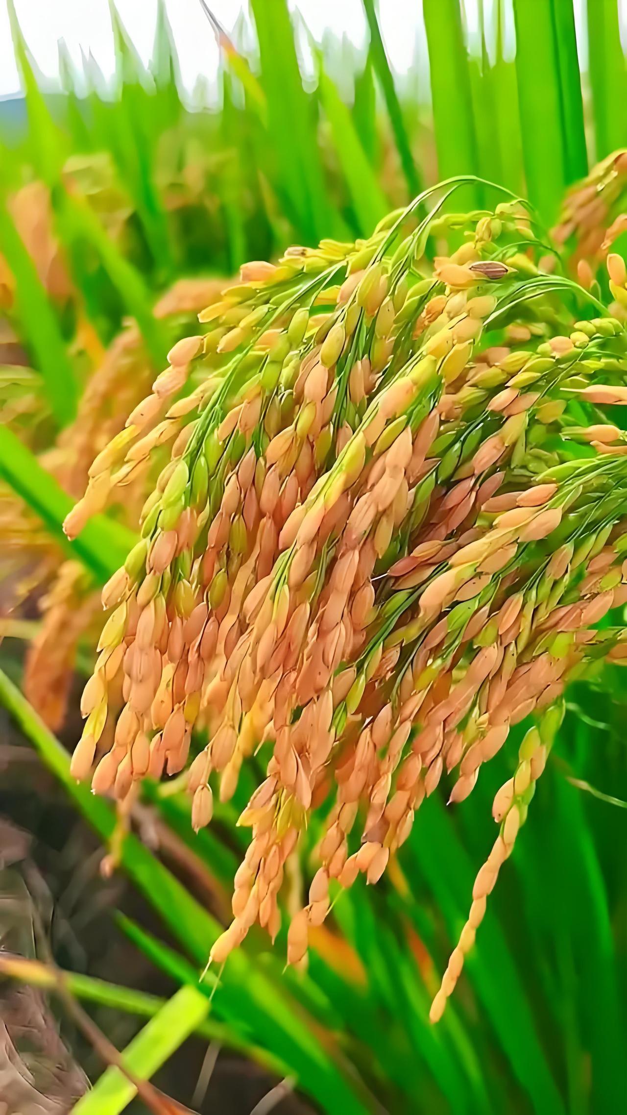 看到“春播千亩稻”这个上联，一下子就来了兴致。对联讲究前后呼应、对仗工整，像“秋