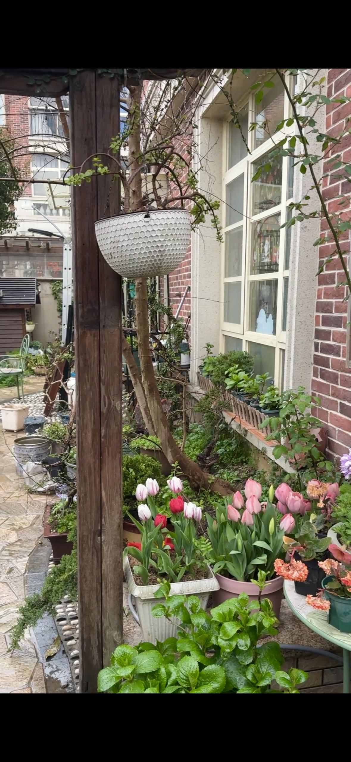 今天去朋友家小聚，参观了他打理的绿植小园，一进去就被惊艳到，像走进了绿色小世界。