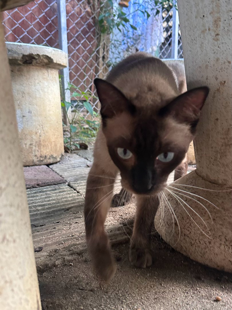 别看朋友家的猫这样比他家柯基狗还重 