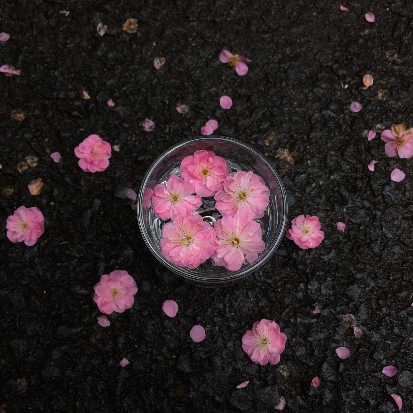 🌷🍃⤾“去闻闻新鲜的春天” 