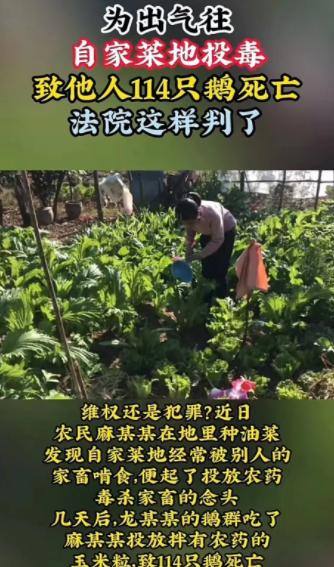 “讹天讹地讹空气！”湖南，一男子发现自己种的油菜，经常被别人家家畜啃食，挨家挨户