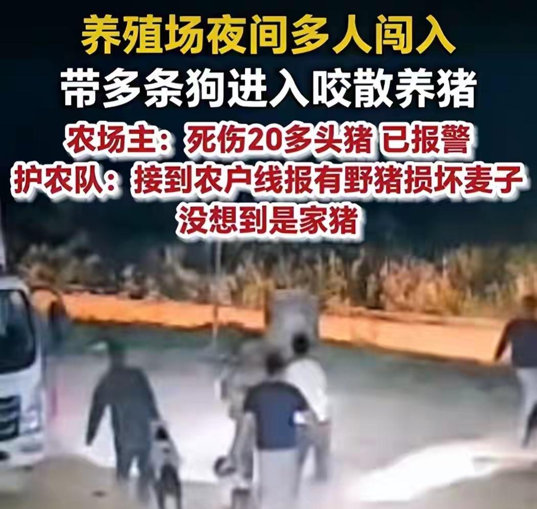 6月12日晚上十点，甘肃天水清水县白沙镇，一个养殖场里乱成了一锅粥。

多条狗冲