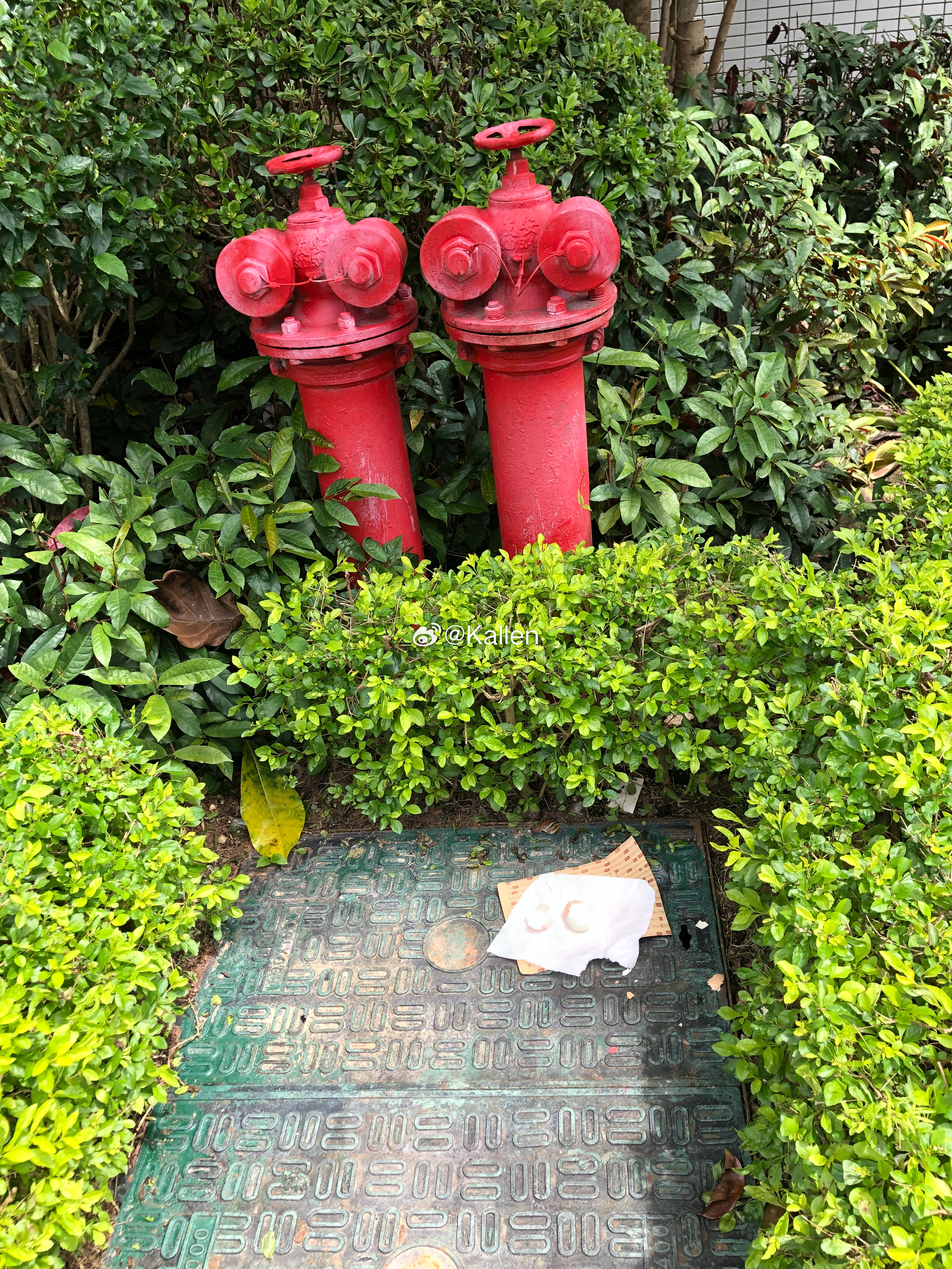 从后门跑出去 给流浪猫喂水煮蛋 