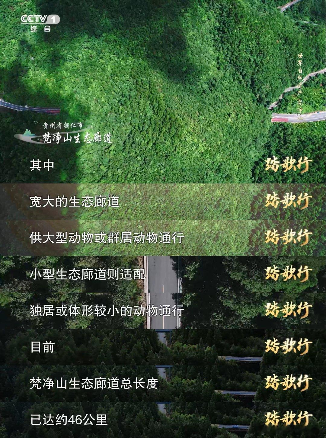 贵州为野生动物建14条路 动物在梵净山走自己的高速路 贵州在梵净山打造的14条生