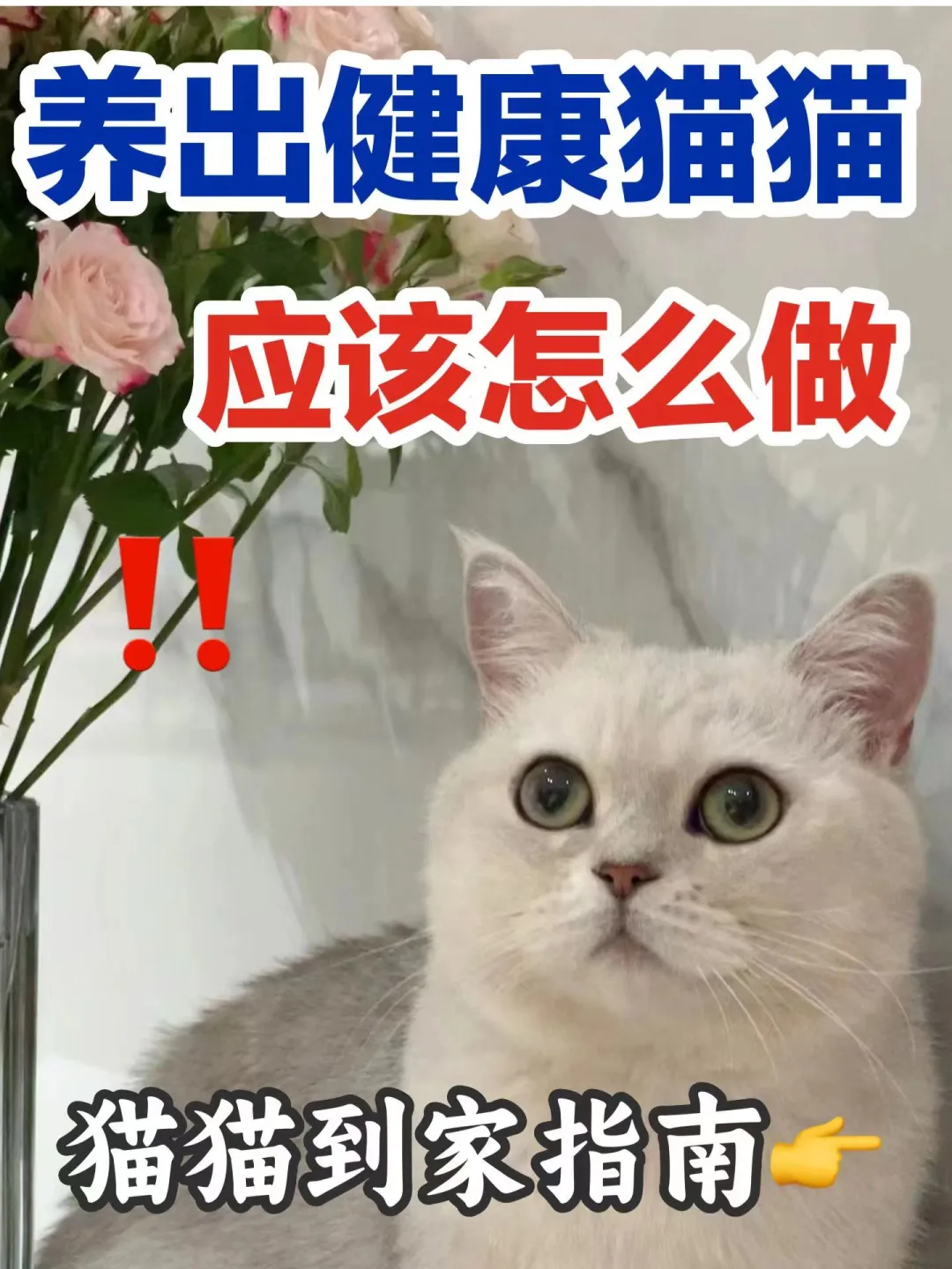 小猫到家指南！