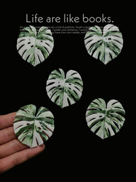 指尖上的绿意｜粘土植物DIY，把白龟带回家