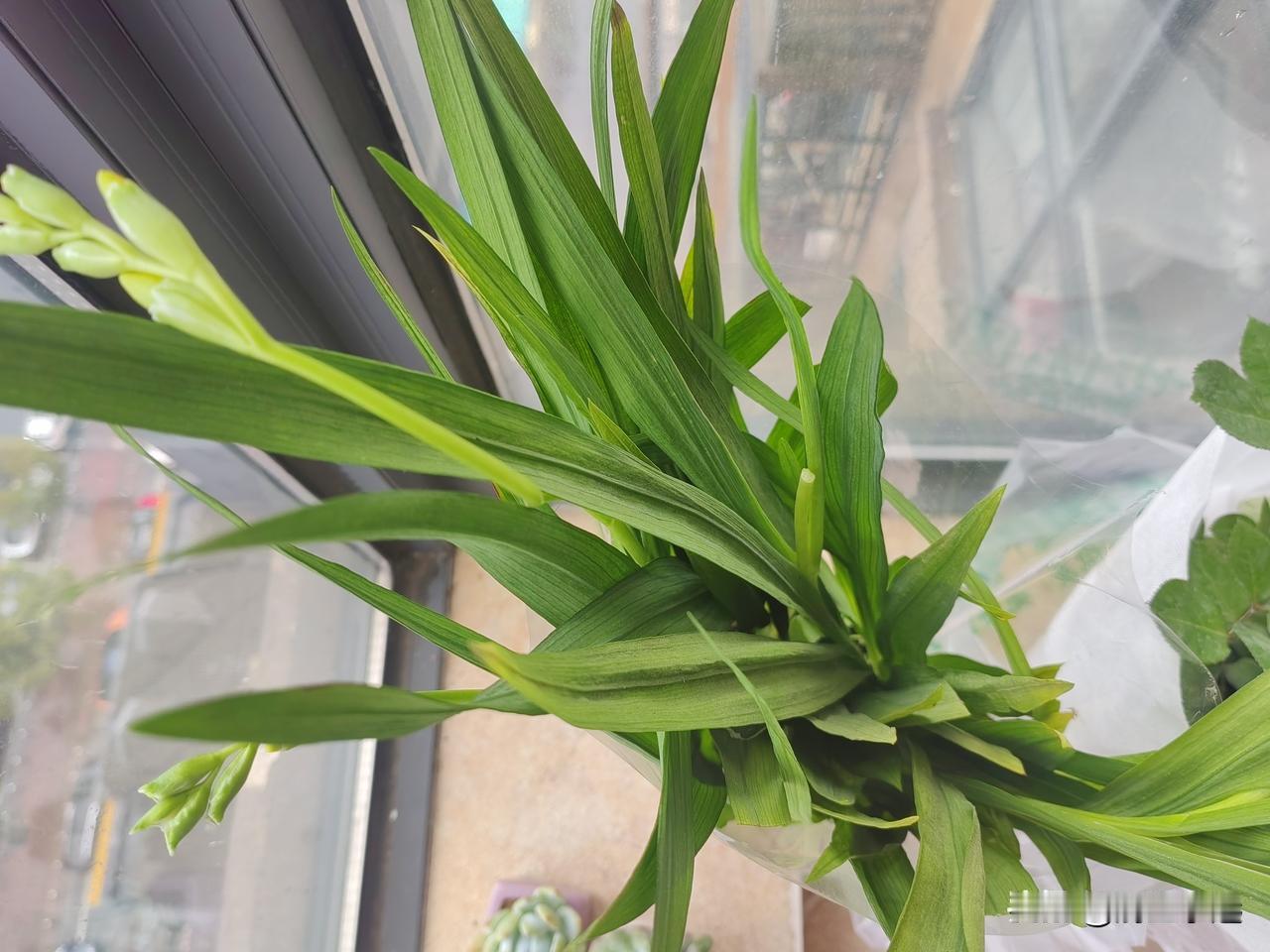 半个月前我买了两盆花，一盆粉红色的月季花，长着几个花骨朵，还有两朵半开的花朵。