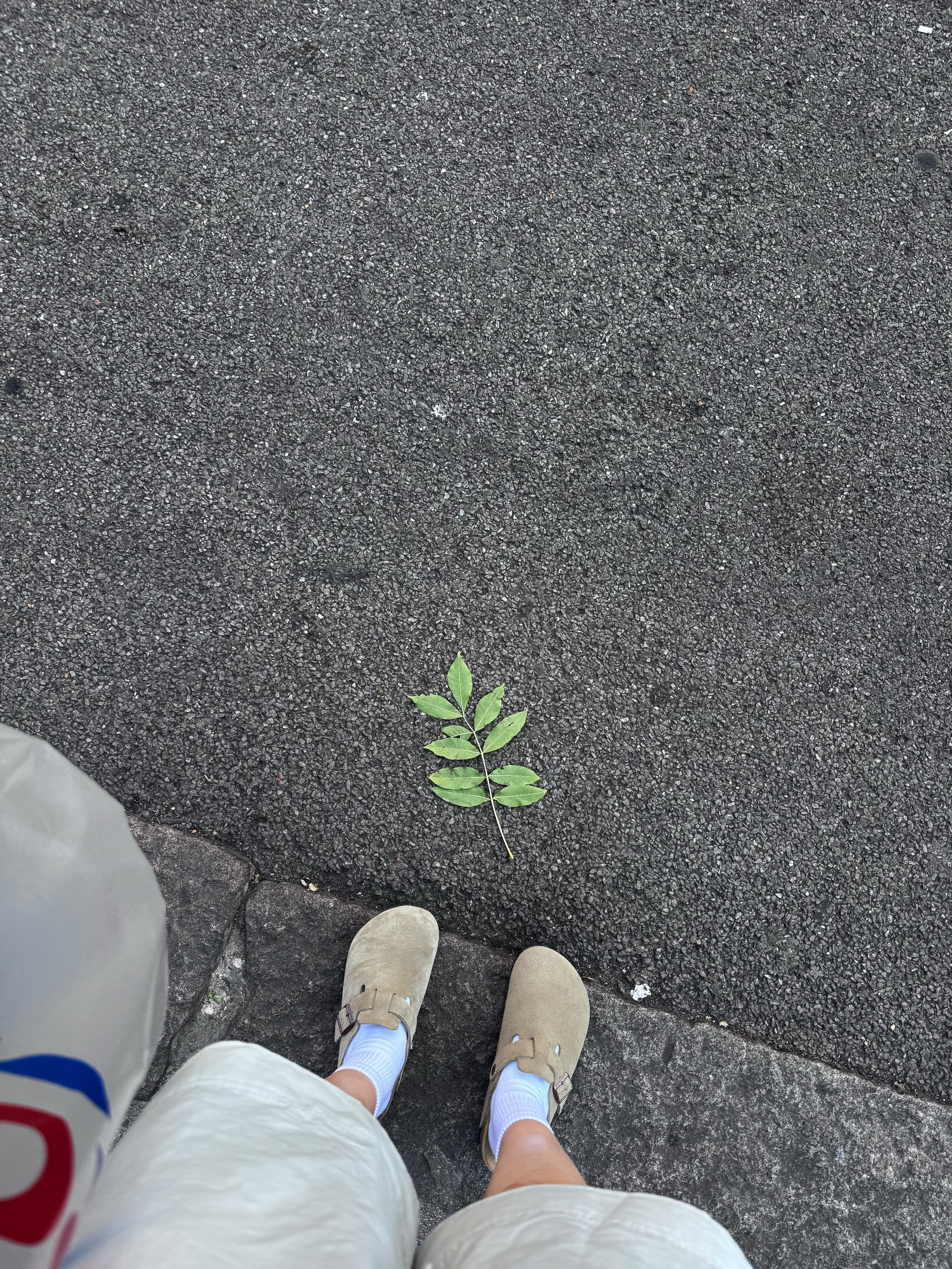 🌿这个emoji 
